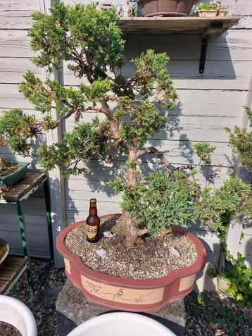 Bonsai Juniperus 40 jaar oud.