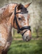 Vriendelijke Appaloosa D-pony, Dieren en Toebehoren, Pony's, 7 tot 10 jaar, Recreatiepony, D pony (1.37m tot 1.48m), Merrie