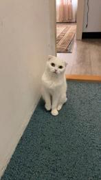 Lieve en speelse Scottish Fold kat, Dieren en Toebehoren, Ophalen of Verzenden, Zo goed als nieuw