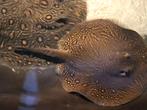 Potamotrygon mini marble, Dieren en Toebehoren, Vissen | Aquariumvissen, Vis