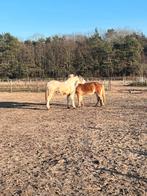 Grond/wei aangeboden in eigen beheer, 4 paarden of pony's of meer