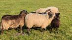 Prachtige rammen beschikbaar., Dieren en Toebehoren, Schapen, Geiten en Varkens, Mannelijk, Schaap, 0 tot 2 jaar