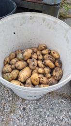 Nieuwe aardappelen te koop FRIESLANDER, Diversen, Levensmiddelen, Ophalen of Verzenden