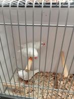 Meerdere koppels witte zebravinken, Dieren en Toebehoren, Meerdere dieren, Tropenvogel