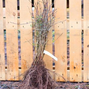Meidoorn Haag - Crataegus monogyna 60/90 t/m 125/150cm beschikbaar voor biedingen