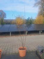 Amelanchier lamarckii meerstammige krentenbomen, Ophalen, Overige soorten