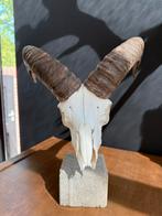 Ram Skelet Hoofd met Hoorns op Voetstuk Decoratie Object, Ophalen of Verzenden