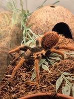 Megalopelma robustum (female adult), Dieren en Toebehoren, Spin of Schorpioen