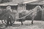 700286	Tussen Bergen en Schoorl	Klein Zwitserland	1925	Gelop, Gelopen, Noord-Holland, Ophalen of Verzenden