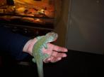 parelhagedis man, Dieren en Toebehoren, Reptielen en Amfibieën, Hagedis, Tam, 3 tot 6 jaar