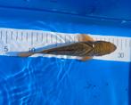Mooie Japanse Kois 18-25 cm, Karper of Koi