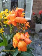 Canna zaden te koop, Tuin en Terras, Bloembollen en Zaden, Ophalen of Verzenden, Voorjaar, Volle zon, Zaad