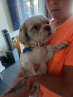 Shih tzu van 13 maand zoekt een gouden mandje, Dieren en Toebehoren, Honden | Chihuahua's en Gezelschapshonden, 1 tot 2 jaar, Eén hond