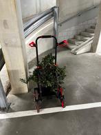 Hedera plant zonder pot. GRATIS, Tuin en Terras, Planten | Struiken en Hagen, Ophalen, Overige soorten, Haag, 100 tot 250 cm