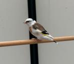 Major Putter Pop Te Koop, Dieren en Toebehoren, Vogels | Overige Vogels, Vrouwelijk, Wildzangvogel, Geringd