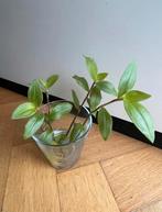 Vaderplant Trandescantia green hill gewortelde stekjes, Ophalen, Halfschaduw, Minder dan 100 cm