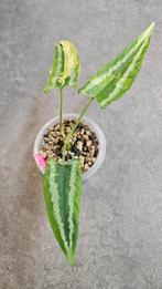 Schismatoglottis Wallichii Variegata, Ophalen of Verzenden, Halfschaduw, Minder dan 100 cm