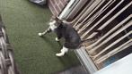 Warm huisje gezocht voor mijn poes, Dieren en Toebehoren, Katten en Kittens | Overige Katten, Kater