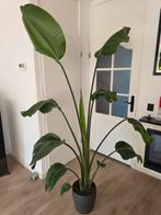 2 stuks STRELITZIA NICOLAI, Ophalen, Minder dan 100 cm