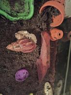 4 kleine agaatslakken, Amfibie, 0 tot 2 jaar