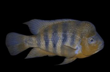 Midden Amerikaanse Cichliden: Amphilophus flaveolus Lake Ap  beschikbaar voor biedingen