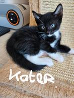 Halve bengaal kittens, Dieren en Toebehoren, Katten en Kittens | Overige Katten, Meerdere dieren, Kortharig, 0 tot 2 jaar