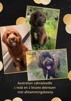 Medium Australian Labradoodle dekreuen, 2 maal bruin,1 rood, Reu, CDV (hondenziekte), Meerdere, 3 tot 5 jaar
