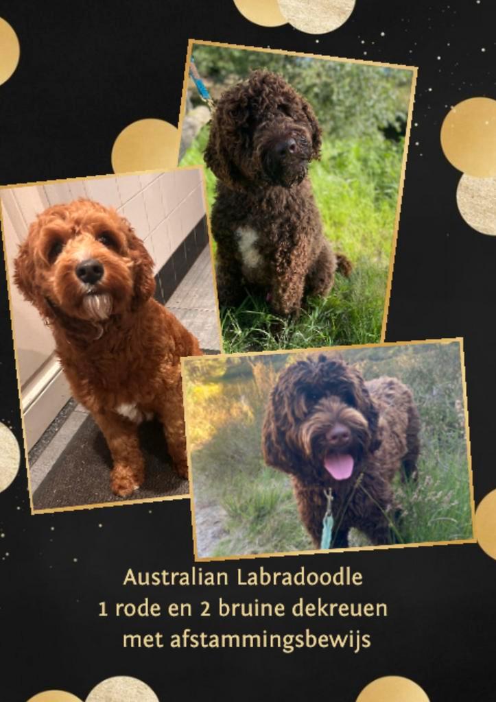 Medium Australian Labradoodle dekreuen, 2 maal bruin,1 rood, Dieren en Toebehoren, Honden | Dekreuen, Reu, Fokker | Hobbymatig