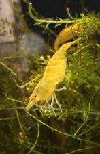 Yellow Fire Neon Garnalen Aquarium vis, Dieren en Toebehoren, Vissen | Aquariumvissen, Kreeft, Krab of Garnaal
