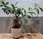 Bonsai ficus ginseng boom plant ca 45 cm hoog, Huis en Inrichting, Kamerplanten, Minder dan 100 cm, Ophalen, Bonsai