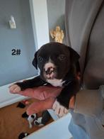 Amerikaanse bully XL puppy's te koop, Dieren en Toebehoren, 8 tot 15 weken, Bulldog, Meerdere, Meerdere dieren