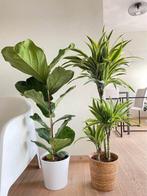 2 for 85- Ficus Lyrata & Dracena Lemon Lime, Ficus, In pot, Minder dan 100 cm, Groene kamerplant