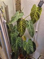 philodendron splendid, Huis en Inrichting, Kamerplanten, Ophalen, Halfschaduw, 100 tot 150 cm