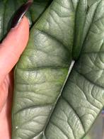 Alocasia Platinum Aurea, Verzenden, Overige soorten, Minder dan 100 cm