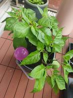 2 Adjuma peper plant in bouwemmer van 10 l. Bloeiend., Tuin en Terras, Planten | Tuinplanten, Ophalen, Volle zon, Groenteplanten