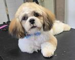 Shih tzu x maltezer, Dieren en Toebehoren, Honden | Chihuahua's en Gezelschapshonden, Rabiës (hondsdolheid), 15 weken tot 1 jaar