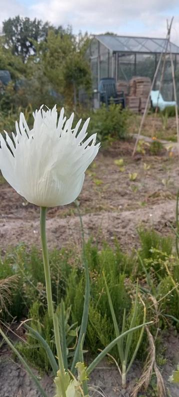 Papaver somniferum Indian White zaden beschikbaar voor biedingen