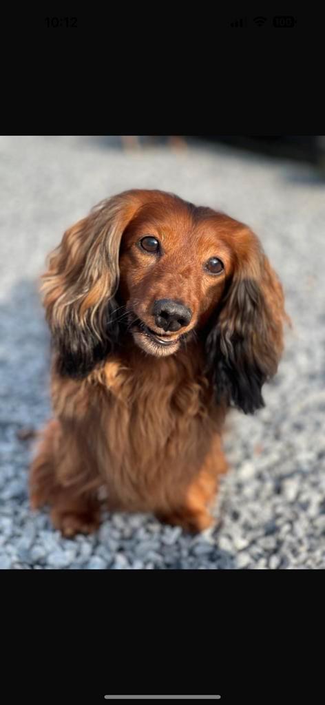 Gratis Dekreu Dwergteckel Storm Met Stamboom, Dieren en Toebehoren, Honden | Dekreuen, Reu, Particulier, Eén hond, Nederland, 6 jaar of ouder