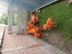 new hampshire trio, Meerdere dieren, Kip