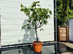 Vijgenboom - Ficus Carica - stamomvang 14-16 cm, Tuin en Terras, Planten | Bomen, In pot, Halfschaduw, Zomer, Overige soorten