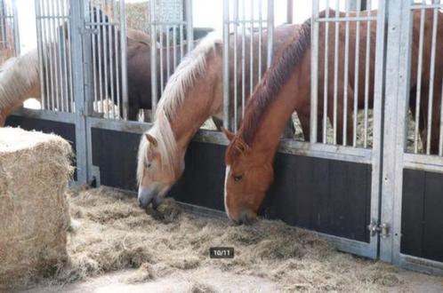 Opfok voor hengsten, Dieren en Toebehoren, Stalling en Weidegang, Opfok, 2 of 3 paarden of pony's