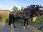 mentuig cob enkelspan, Dieren en Toebehoren, Paarden en Pony's | Hoofdstellen en Tuigage, Ophalen of Verzenden, Gebruikt, Overige soorten