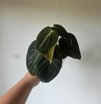 Philodendron Melanochrysum stekken, Ophalen of Verzenden, Minder dan 100 cm