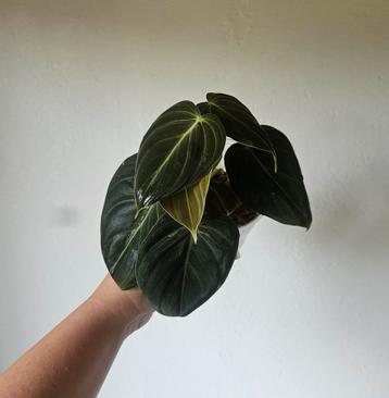 Philodendron Melanochrysum stekken beschikbaar voor biedingen