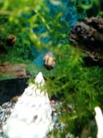 Asolene spixii dwergslak en toren slakken, Dieren en Toebehoren, Slak of Weekdier