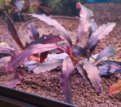 Bucephalandra brownie ghost 2011/12 de echte zeer zeldzaam!, Dieren en Toebehoren, Vissen | Aquariumvissen, Zoetwatervis, Kreeft, Krab of Garnaal