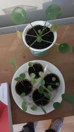 Gratis pannenkoekplant stekjes, Ophalen, Minder dan 100 cm