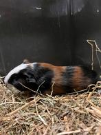 Ras cavia’s van Barneys Barn, Dieren en Toebehoren, Knaagdieren, Meerdere dieren, Cavia, Na 1 juli 2024, Tam