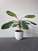 Ophalen: Euphorbia leuconeura/Madagascar jewel, kamerplant, Ophalen, Halfschaduw, Minder dan 100 cm