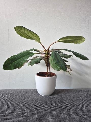 Ophalen: Euphorbia leuconeura/Madagascar jewel, kamerplant beschikbaar voor biedingen